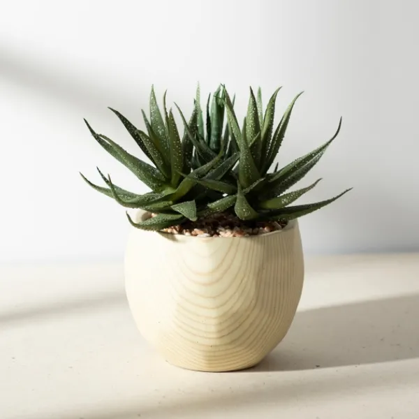 Arrangements & Greenery-Kirkland's Home Aloe Succulent Arrangement In Natural Pot Green