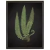 Framed Art-Kirkland's Home Black Fern I Framed Art Print Green/Black