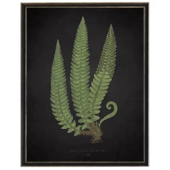 Framed Art-Kirkland's Home Black Fern I Framed Art Print Green/Black