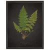 Framed Art-Kirkland's Home Black Fern Vi Framed Art Print Green/Black