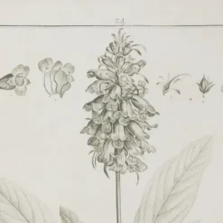Framed Art-Kirkland's Home Black White Vintage Botanical Framed Art, Set Of 2 Black/White
