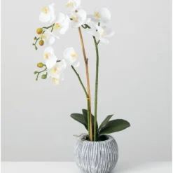 Arrangements & Greenery-Kirkland's Home Blooming White Orchid Potted Floral Arrangement Green/White/Yellow