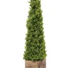 Trees & Topiaries-Kirkland's Home Boxwood Obelisk In Wood Planter, 36 In.
