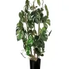 Trees & Topiaries-Kirkland's Home Climbing Split Leaf Philodendron Plant