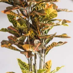 Trees & Topiaries-Kirkland's Home Colorful Croton Tree In Black Planter, 5 Ft.