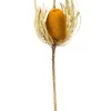 Stems & Bouquets-Kirkland's Home Dried Jumbo Banksia Stems, Set Of 3 Gold