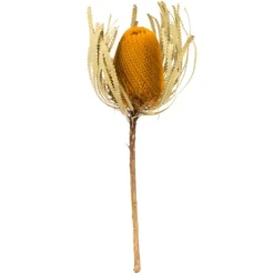 Stems & Bouquets-Kirkland's Home Dried Jumbo Banksia Stems, Set Of 3 Gold
