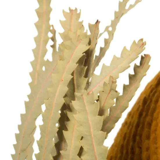 Stems & Bouquets-Kirkland's Home Dried Jumbo Banksia Stems, Set Of 3 Gold