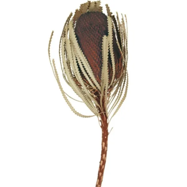 Stems & Bouquets-Kirkland's Home Dried Jumbo Banksia Stems, Set Of 3 Brown