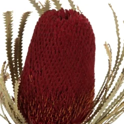 Stems & Bouquets-Kirkland's Home Dried Jumbo Banksia Stems, Set Of 3 Red