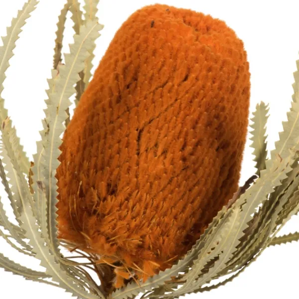 Stems & Bouquets-Kirkland's Home Fall Dried Jumbo Banksia Stems, Set Of 3 Orange