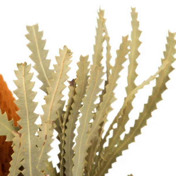 Stems & Bouquets-Kirkland's Home Fall Dried Jumbo Banksia Stems, Set Of 3 Orange