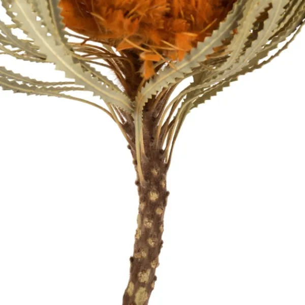 Stems & Bouquets-Kirkland's Home Fall Dried Jumbo Banksia Stems, Set Of 3 Orange