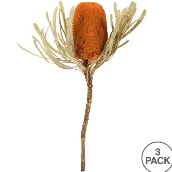 Stems & Bouquets-Kirkland's Home Fall Dried Jumbo Banksia Stems, Set Of 3 Orange