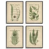 Framed Art-Kirkland's Home Fern Illustrations Framed Art Prints, Set Of 4 Green/Brown