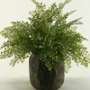 Arrangements & Greenery-Kirkland's Home Flat Iron Fern Arrangement In Antiqued Planter Green