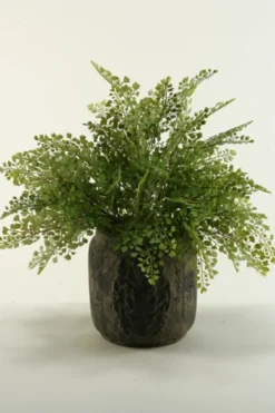 Arrangements & Greenery-Kirkland's Home Flat Iron Fern Arrangement In Antiqued Planter Green