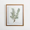 Framed Art-Kirkland's Home Golden Leaves Herbs Rosemary Framed Art Print White/Green
