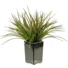 Arrangements & Greenery-Kirkland's Home Grass Arrangement In Black Ceramic Planter Green