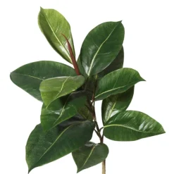 Trees & Topiaries-Kirkland's Home Green Rubber Tree, 6 Ft.