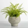 Arrangements & Greenery-Kirkland's Home Lace Fern Plant In Face Planter Green/Gray