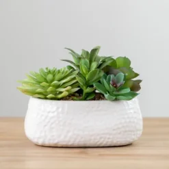 Arrangements & Greenery-Kirkland's Home Mixed Succulent Arrangement In White Ceramic Bowl Green