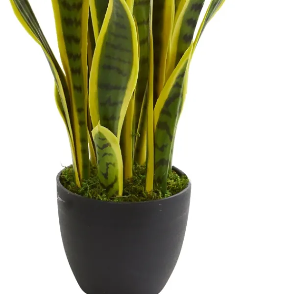 Arrangements & Greenery-Kirkland's Home Modern Potted Laurentii Snake Plant Green/Black