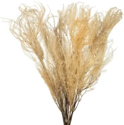 Stems & Bouquets-Kirkland's Home Natural Bleached Andares Fern Stems, Set Of 9 Ivory