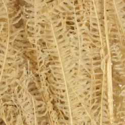 Stems & Bouquets-Kirkland's Home Natural Bleached Andares Fern Stems, Set Of 9 Ivory