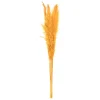 Stems & Bouquets-Kirkland's Home Natural En Pampas Grass Stems, Set Of 6 Gold