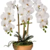Arrangements & Greenery-Kirkland's Home Orchid Arrangement In Gold Pot, 25 In. White