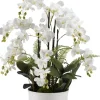 Arrangements & Greenery-Kirkland's Home Orchids In Round Ceramic Dish White
