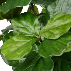 Trees & Topiaries-Kirkland's Home Potted Fiddle Leaf Fig Tree, 8 Ft.