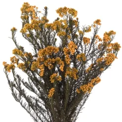 Stems & Bouquets-Kirkland's Home Preserved Autumn Rice Flower Bundle Orange