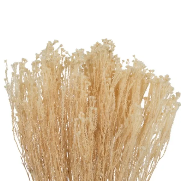 Stems & Bouquets-Kirkland's Home Preserved Natural Bleached Staavia Bush Tan