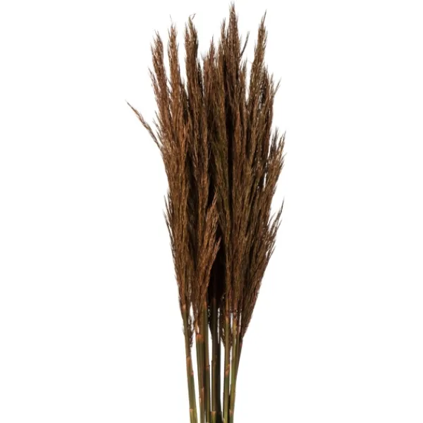 Stems & Bouquets-Kirkland's Home Preserved Plume Reed Bundles, Set Of 2 Brown