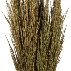 Stems & Bouquets-Kirkland's Home Preserved Plume Reed Bundles, Set Of 2 Green