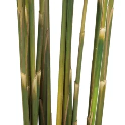 Stems & Bouquets-Kirkland's Home Preserved Plume Reed Bundles, Set Of 2 Green