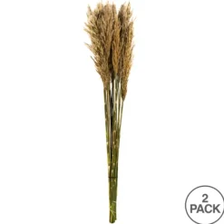 Stems & Bouquets-Kirkland's Home Preserved Plume Reed Bundles, Set Of 2 Ivory