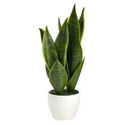 Arrangements & Greenery-Kirkland's Home Sansevieria Arrangement In White Planter Gray/White