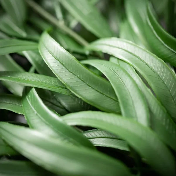 Stems & Bouquets-Kirkland's Home Seeded Blade Eucalyptus Spray Green