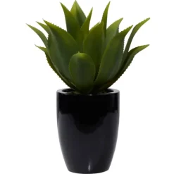 Arrangements & Greenery-Kirkland's Home Succulent In Sleek Black Planter Green/Black
