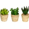 Arrangements & Greenery-Kirkland's Home Succulents In Twine Planters, Set Of 3 Green/White