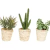 Arrangements & Greenery-Kirkland's Home Succulents In Twine Planters, Set Of 3 Green/Tan