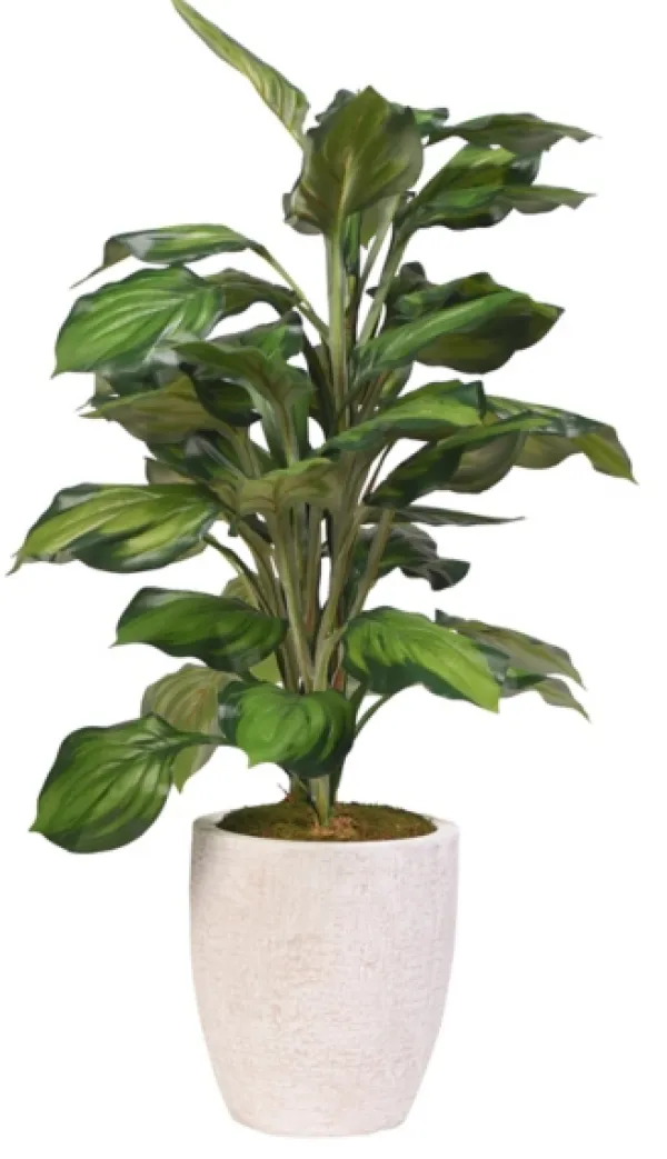 Stems & Bouquets-Kirkland's Home Variegated Hosta Plant In Textured Planter Green/White