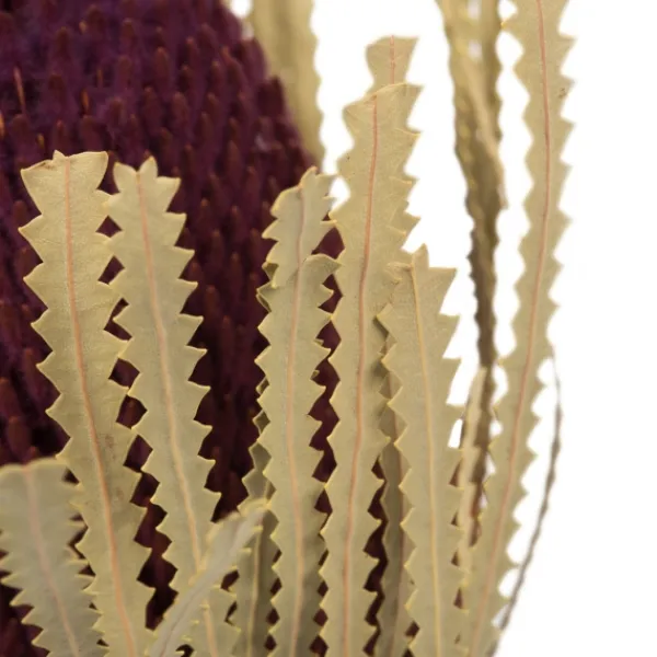 Stems & Bouquets-Kirkland's Home Violet Dried Jumbo Banksia Stems, Set Of 3 Purple